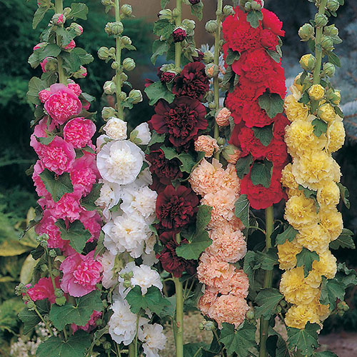 Chaters Mix Hollyhocks